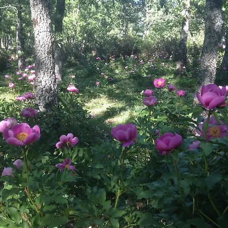 Nyaraló El Jardin Del Magnolio La Lastrilla